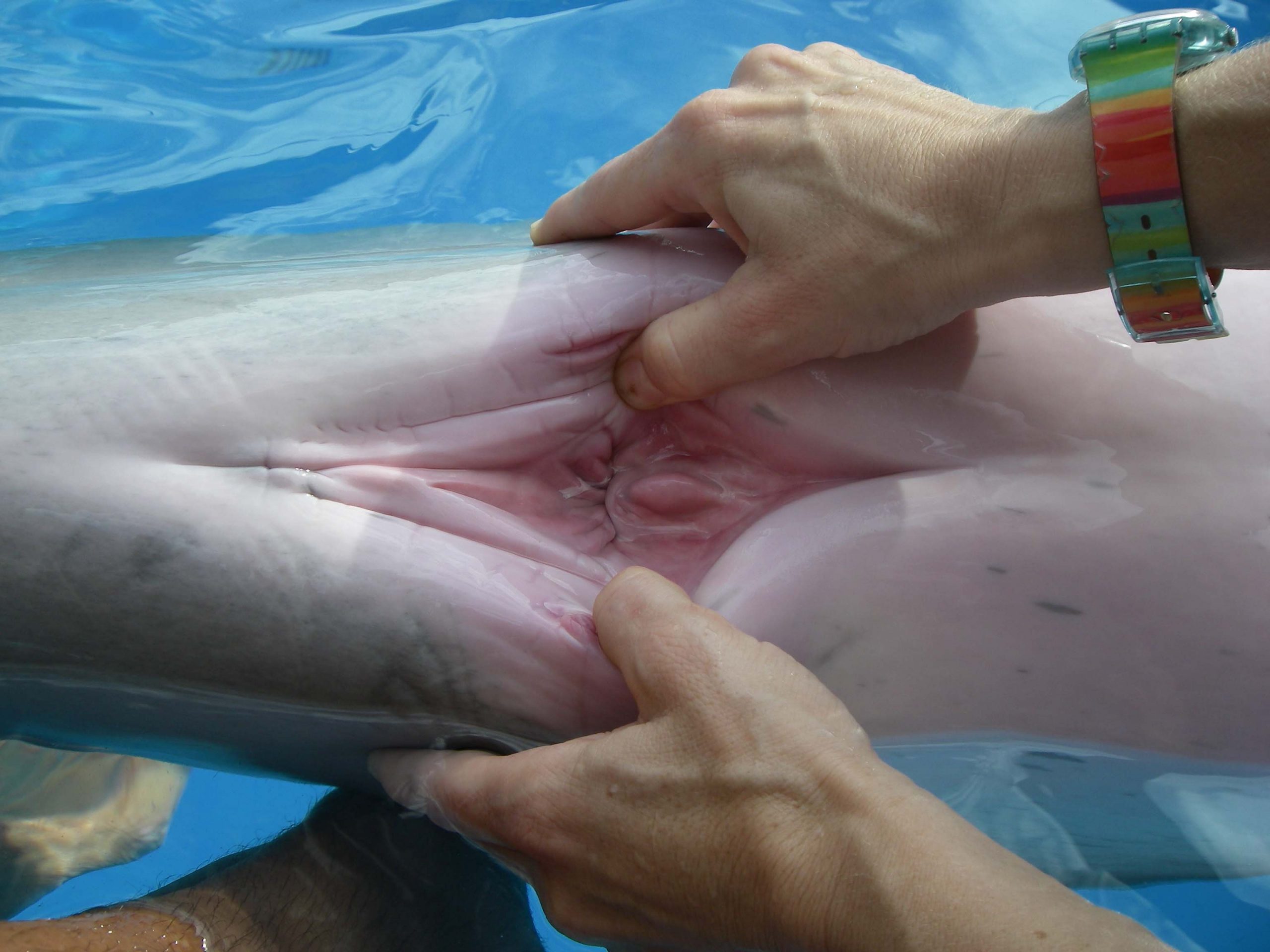 член дельфина в девушке фото 1